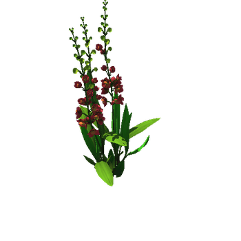 Flower_Orchid 3